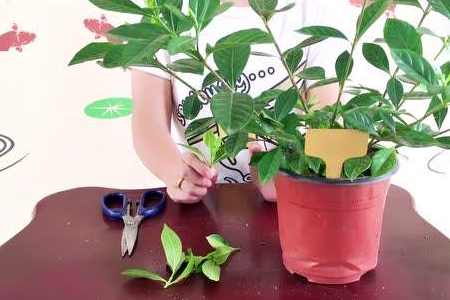 栀子花什么时候修剪,什么时间摘心