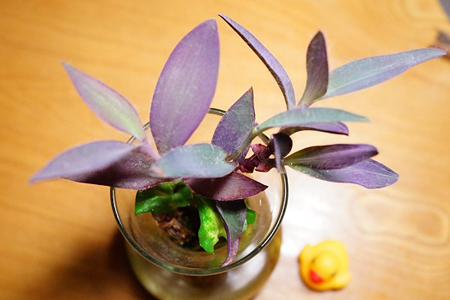 紫竹梅怎么水培，多长会生根