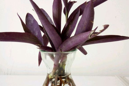 紫竹梅怎么水培，多长会生根