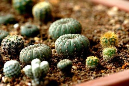 士童是啥植物，该怎么养殖？