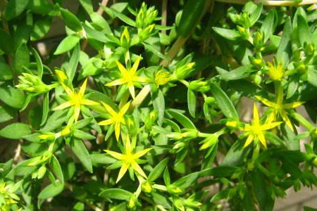 垂盆草的养殖方法和注意些什么大全