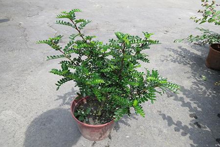 胡椒木怎么养护，可以放在室内养吗？