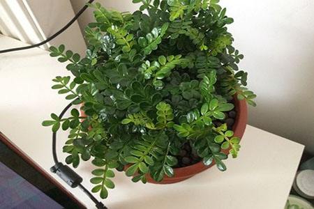 胡椒木怎么养护，可以放在室内养吗？