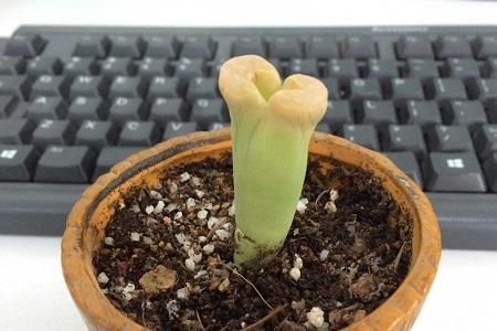 生石花怎么种植，怎么繁殖