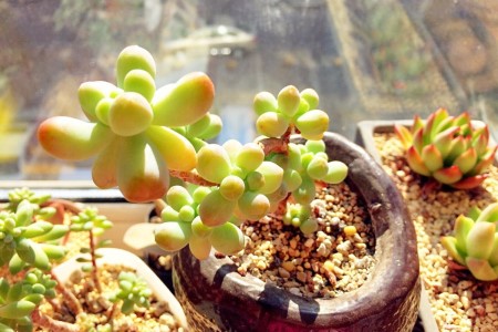 乙女心多肉怎么种植，怎么安全度夏？