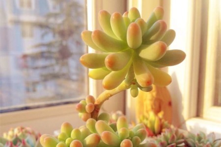 乙女心多肉怎么种植，怎么安全度夏？