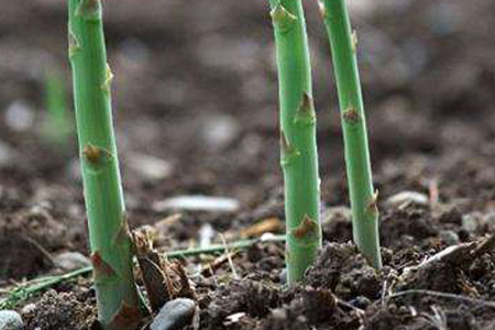 天麻的种植方法，种植时要要注意哪些问题？