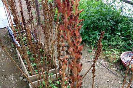 天麻的种植方法，种植时要要注意哪些问题？