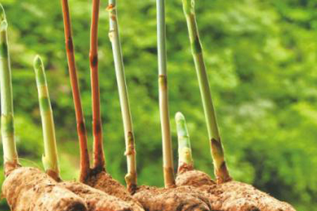 天麻的种植方法，种植时要要注意哪些问题？