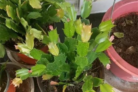 蟹爪兰掉叶子是啥原因，该用什么办法补救？