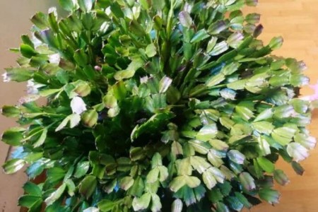 蟹爪兰掉叶子是啥原因，该用什么办法补救？