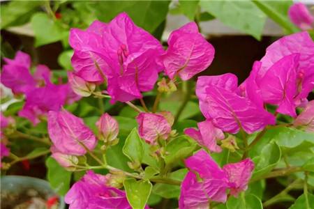 三角梅为什么不开花，怎么催花