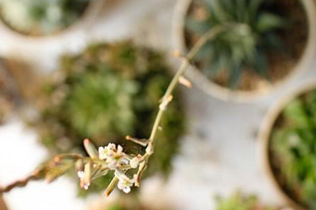 玉露开花会死吗，怎么养护才不会死？