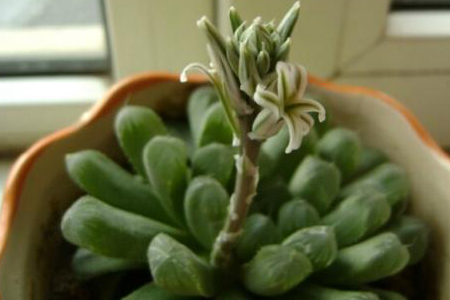 玉露开花会死吗，怎么养护才不会死？