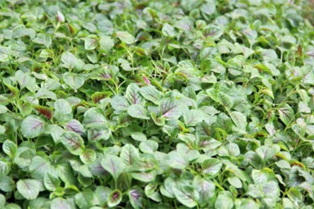 苋菜种植时间和方法，什么时候采收最好？