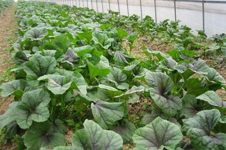 苋菜种植时间和方法，什么时候采收最好？