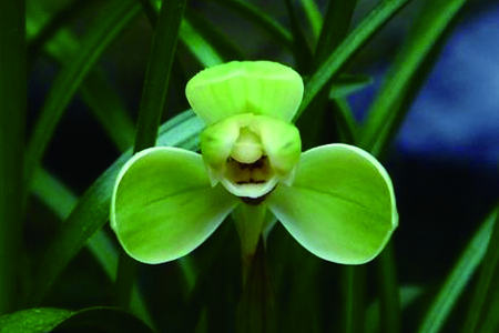 兰花有哪些品种，有什么特点