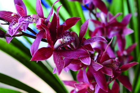 兰花有哪些品种，有什么特点