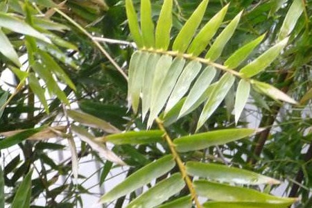 米竹的养殖方法及注意些什么大全