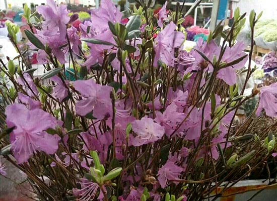 干枝杜鹃怎么保存，要要注意什么