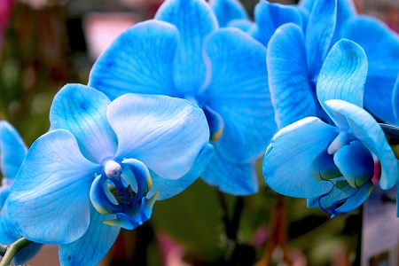 兰花有哪些品种，有什么特点