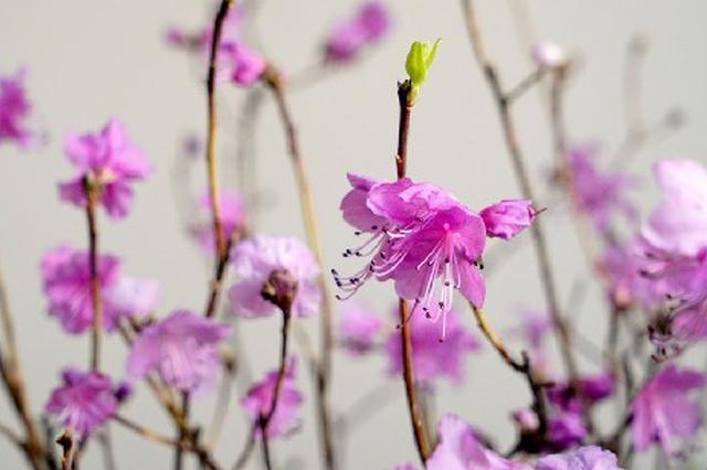 干枝杜鹃怎么保存，要要注意什么