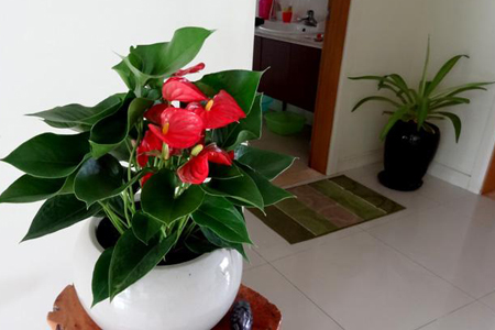 红掌四季养护方法，各个季节养护详解！