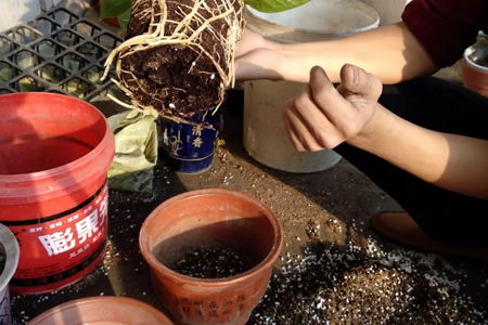 红掌四季养护方法，各个季节养护详解！