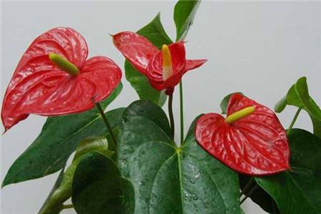 红掌四季养护方法，各个季节养护详解！