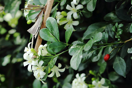 九里香盆景怎么种植，怎么繁殖