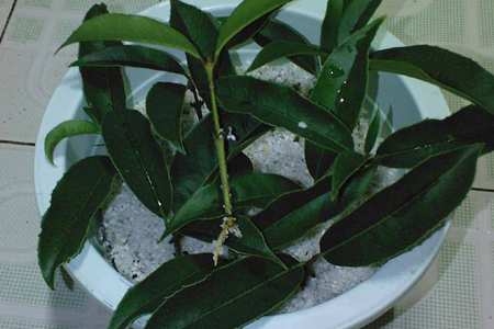 九里香盆景怎么种植，怎么繁殖