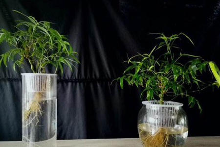 竹子开会不会开花，开花之后会死吗