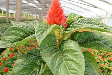 鸡冠花怎么扦插，什么时间扦插最好？