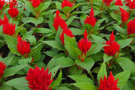 鸡冠花怎么扦插，什么时间扦插最好？