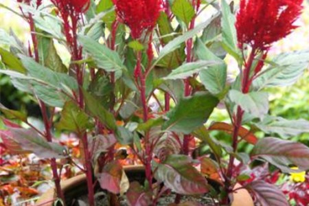 鸡冠花怎么扦插，什么时间扦插最好？