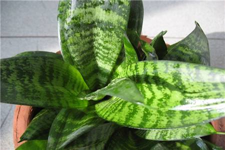 金边虎皮兰怎么种植，怎么繁殖