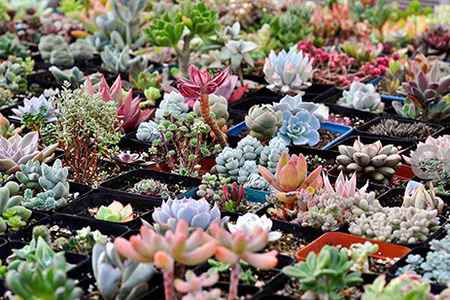 怎么种植多肉才又矮又肥，怎么预防病虫害