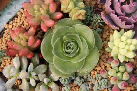 怎么种植多肉才又矮又肥，怎么预防病虫害