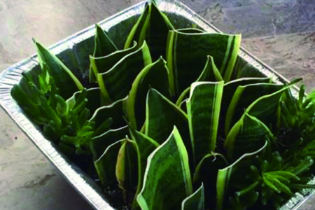 金边虎皮兰怎么种植，怎么繁殖