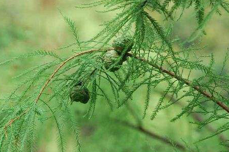水杉怎么种植，怎么使它长得更加繁茂？