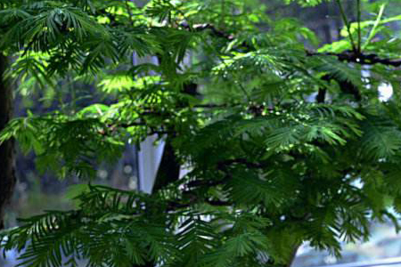 水杉怎么种植，怎么使它长得更加繁茂？