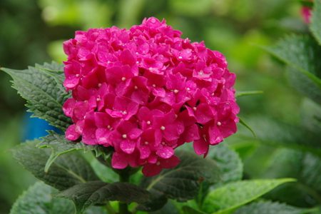 绣球花的修剪方法，怎么造型