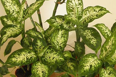 花叶万年青怎么种植，怎么繁殖