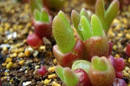 多肉灯泡怎么种植，该怎么浇水？