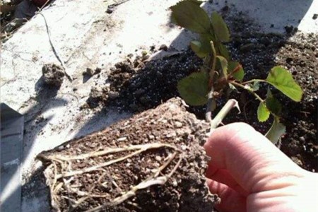 月季换盆注意些什么，使用什么样的花盆最好？