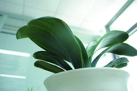 君子兰开花留种怎么养护，不留怎么养护