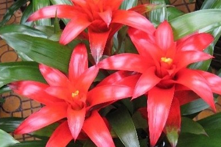 鸿运当头怎么种植，怎么预防病虫害