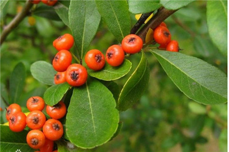 火棘怎么种植，要要注意什么