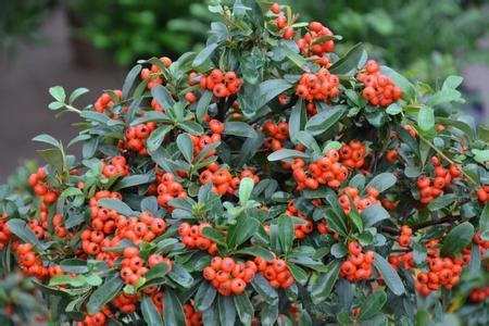 火棘怎么种植，要要注意什么