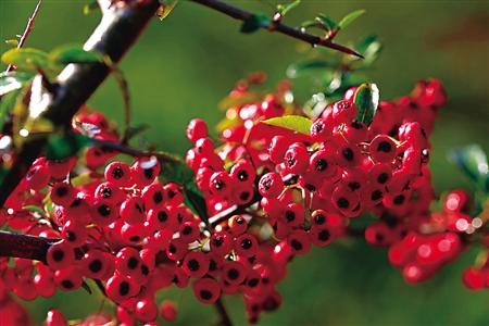 火棘怎么种植，要要注意什么